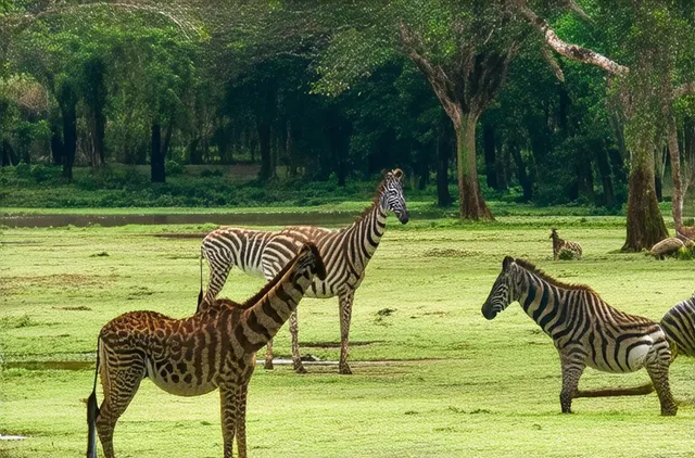 Complete Guide: Solo Travel in Arusha