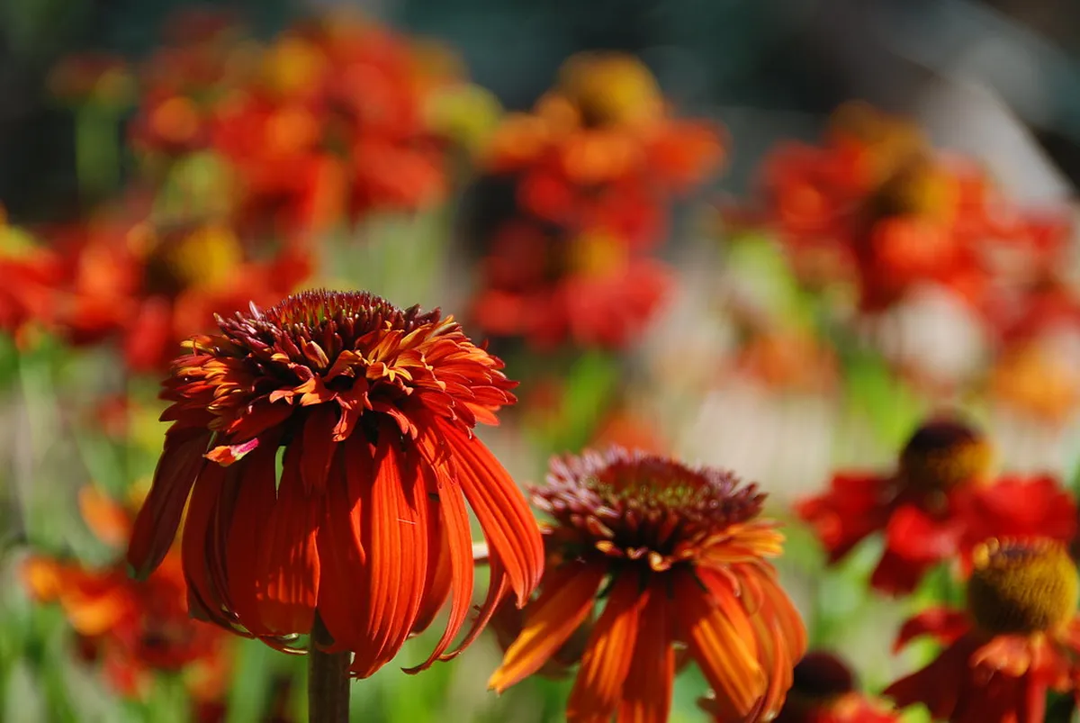 16. Discover the Botanical Garden