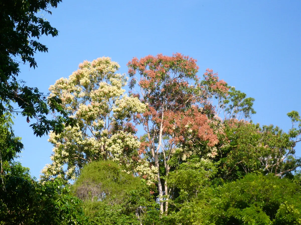 4. Floresta