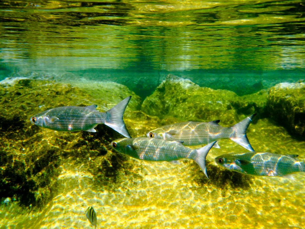 10. Snorkel in the Blue Lagoon