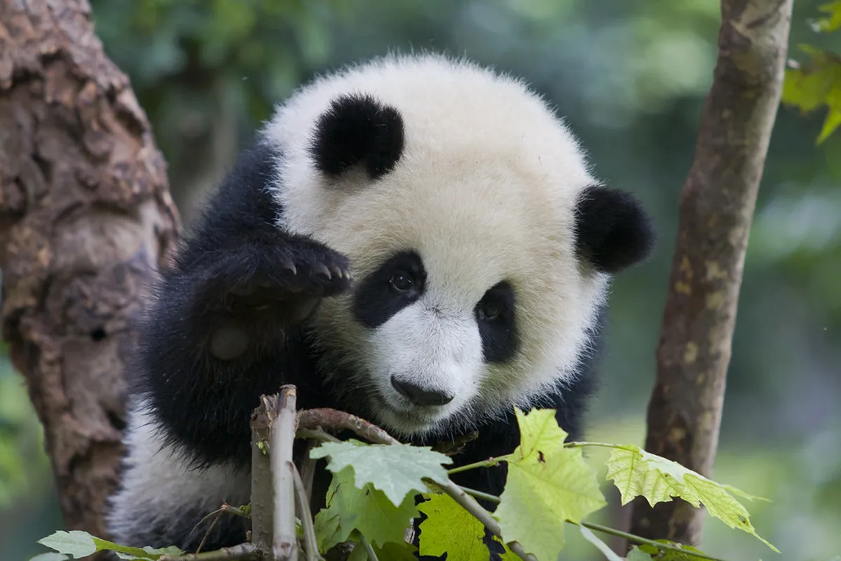 1. Visit the Chengdu Research Base of Giant Panda Breeding