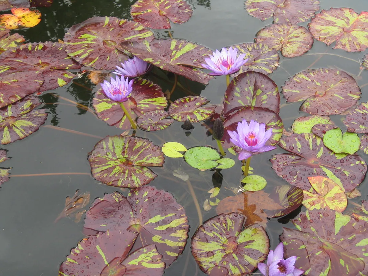 10. Visit the Cleveland Botanical Garden